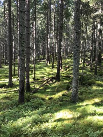 Schwedischer Waldhof -Marie- In Einsamer Lage โอมอล ภายนอก รูปภาพ